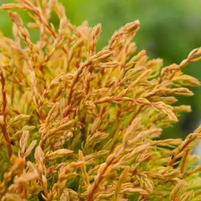 Туя ГОЛДЕН ТАФФЕТ западная в Новополоцке