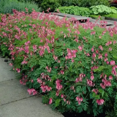 Дицентра изящная в Новополоцке