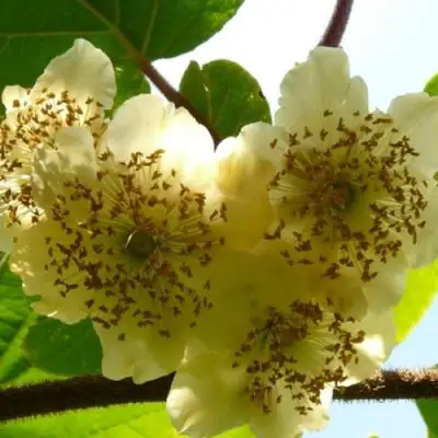 Актинидия АТЛАС (МУЖСКОЙ) киви в Новополоцке