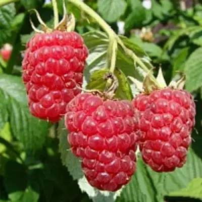 Малиновое дерево ТАРУСА в Новополоцке