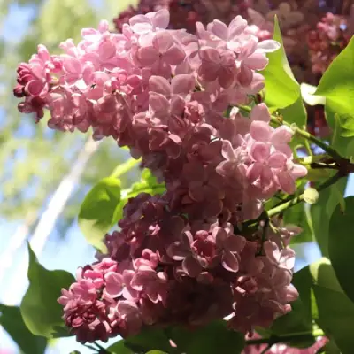 Сирень МЕДОВЫЙ СПАС в Новополоцке