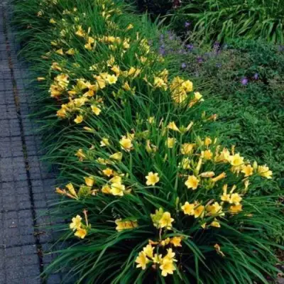 Лилейник СТЕЛЛА ДЕ ОРО гибридный в Новополоцке