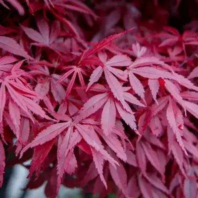 Клен дланевидный АТРОПУРПУРЕУМ в Новополоцке