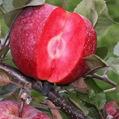 Яблоня РЕД КЕТТИ в Новополоцке