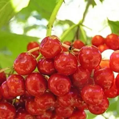 Калина КИЕВСКАЯ САДОВАЯ в Новополоцке