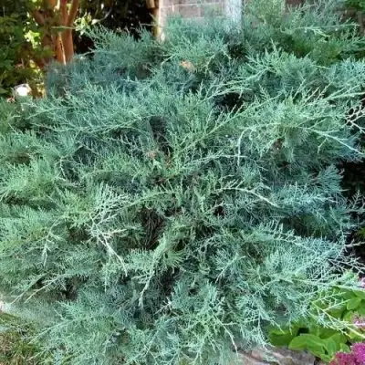 Можжевельник ГРЕЙ ОУЛ виргинский  в Новополоцке