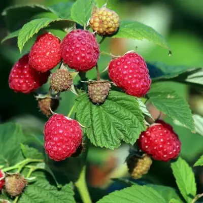 Малиновое дерево СКАЗКА в Новополоцке