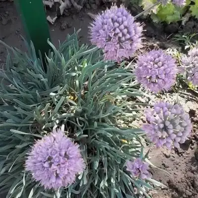 Лук СПИРАЛИС горный в Новополоцке