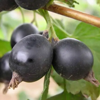 ЙОШТА в Новополоцке