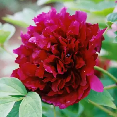 Пион ГАЛАКТИКА травянистый в Новополоцке