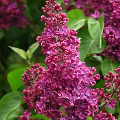 Сирень ЗНАМЯ ЛЕНИНА в Новополоцке