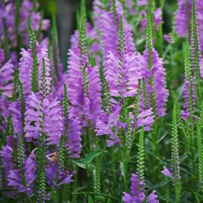 Физостегия РОЗЕЯ виргинская в Новополоцке