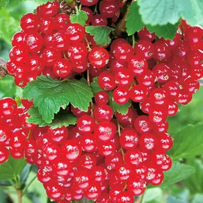 Смородина красная РУДНЕУС в Новополоцке