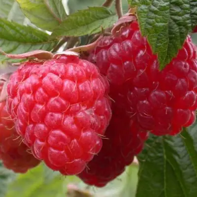 Малина ПИНГВИН в Новополоцке