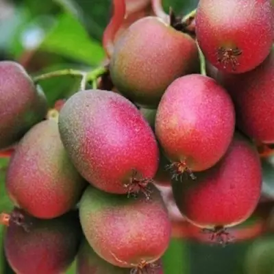 Актинидия ВЕЙКИ аргута в Новополоцке