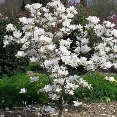 Магнолия АЛЬБА СУПЕРБА в Новополоцке