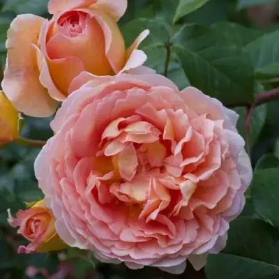 Роза АБРАХАМ ДЕРБИ английская в Новополоцке