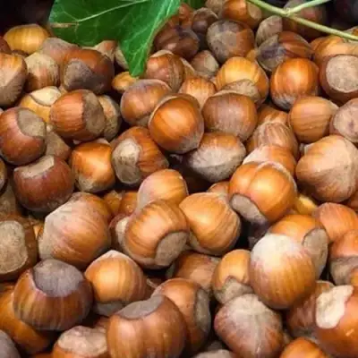 Фундук ТОНДА ДЖИФФОНИ в Новополоцке