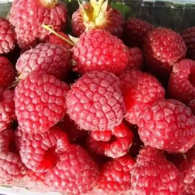 Малина ПОЛЕСЬЕ в Новополоцке