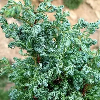 Кипарисовик БЕБИ БЛЮ горохоплодный в Новополоцке