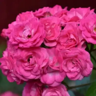 саженцы розы Динки