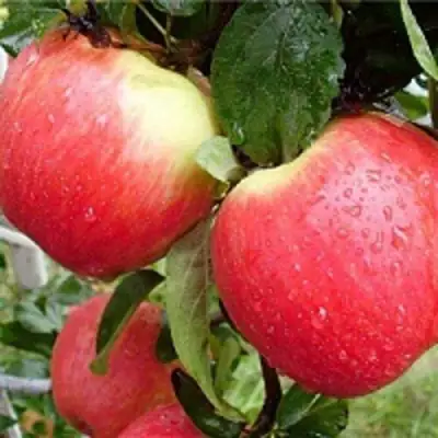 Яблоня ЖЕНЕВА (ЖЕНЕВА ЭРЛИ) в Новополоцке