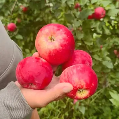 Яблоня АКСЕНА в Новополоцке