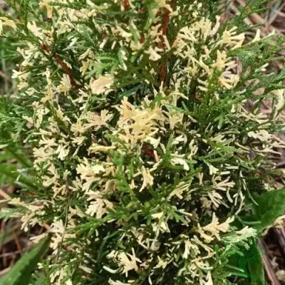 Туя БРАБАНТ ВАРИЕГАТТА западная в Новополоцке