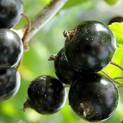 Смородина чёрная ЦЕРЕРА в Новополоцке