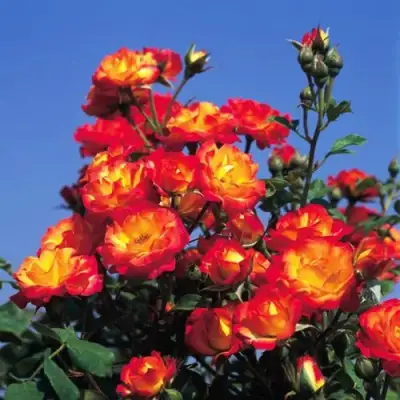 Роза ТАЙФУН спрей в Новополоцке