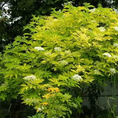 Бузина черная АУРЕА в Новополоцке