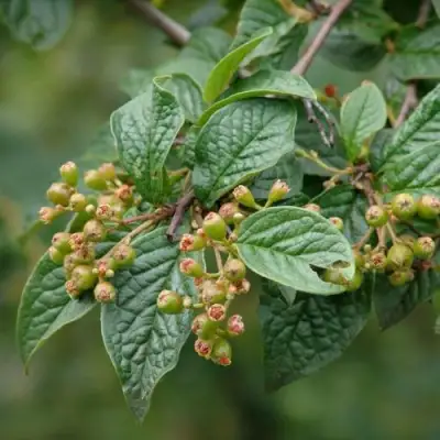 Кизильник пузырчатый в Новополоцке