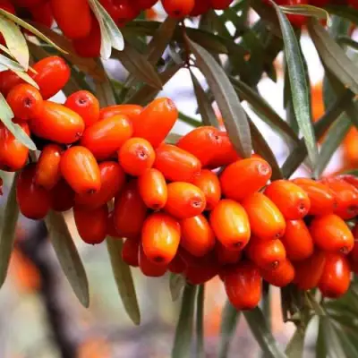 Облепиха ДЖЕМОВАЯ в Новополоцке