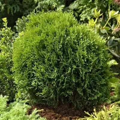 Туя ТИНИ ТИМ западная в Новополоцке