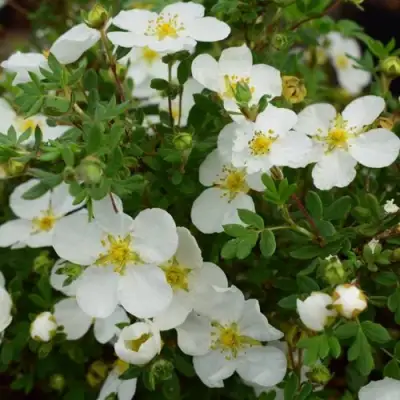 Лапчатка АББОТСВУД кустарниковая в Новополоцке