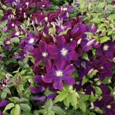 Клематис ГЕРОИ ВАРШАВЫ в Новополоцке