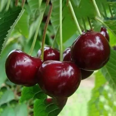 Вишня ЖАДАНА в Новополоцке