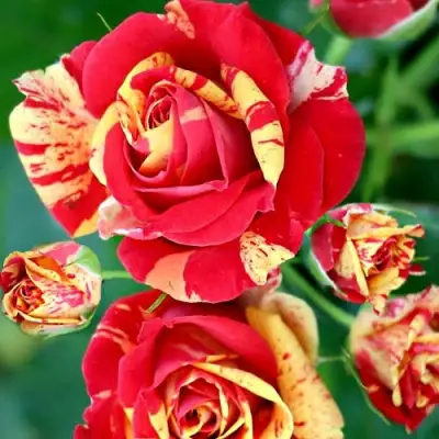 Роза ФАЙЕР ФЛЕШ спрей в Новополоцке