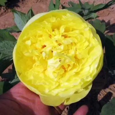 Пион ЗОЛОТО ПОДНЕБЕСНОЙ древовидный в Новополоцке