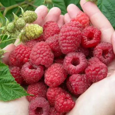 Малина МОЛЛИНГ ДЖУНО в Новополоцке