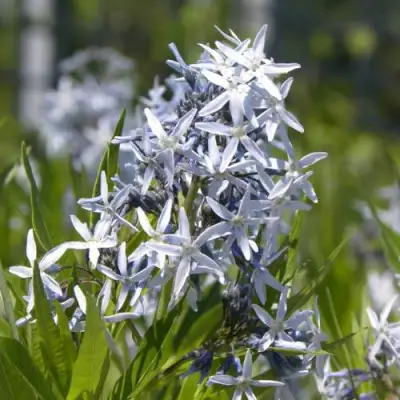 Амсония ТАБЕРНЕМОНТАНА в Новополоцке