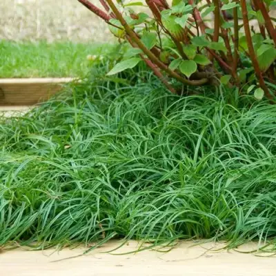 Осока БИТЛЗ в Новополоцке