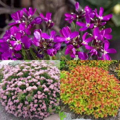 Комплект ЯПОНСКИЙ САД в Новополоцке