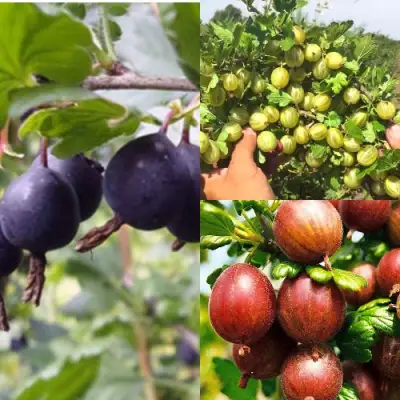 Комплект КРЫЖОВНИК MIX в Новополоцке