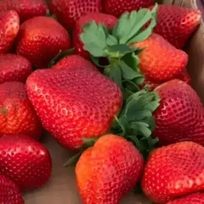 Клубника МОНТЕРЕЙ ремонтантная в Новополоцке