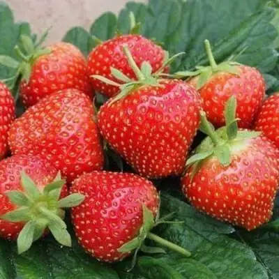 Клубника ЭЛЬСАНТА в Новополоцке