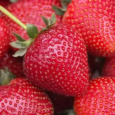 Клубника СЕЛЬВА ремонтантная в Новополоцке