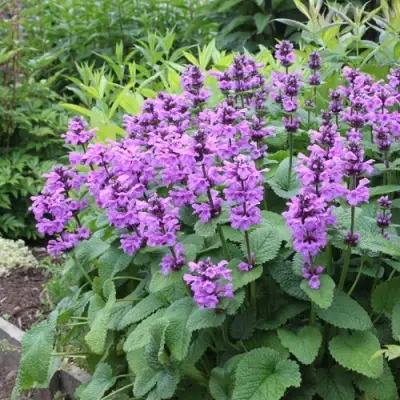 Буквица крупноцветковая в Новополоцке