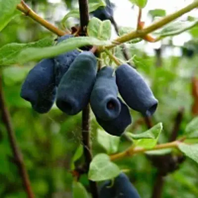 Жимолость съедобная ВОЛХОВА в Новополоцке