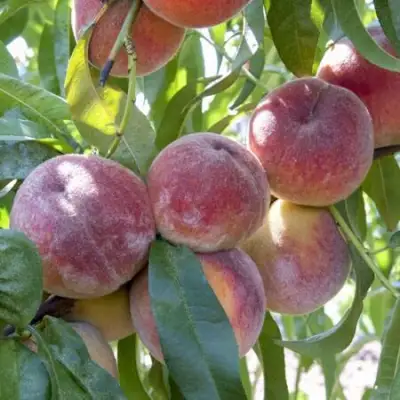 Персик ЗАРМЕНЮ в Новополоцке